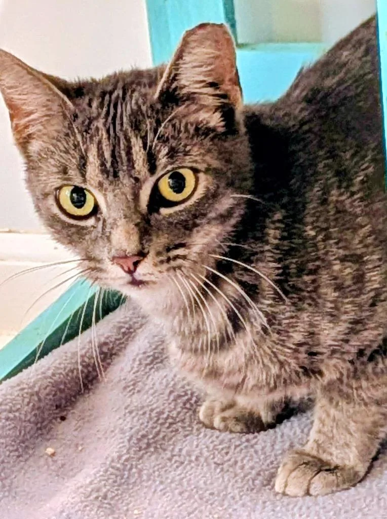 A baby small-sized female Domestic Short Hair cat named Char for adoption in St. Augustine, FL