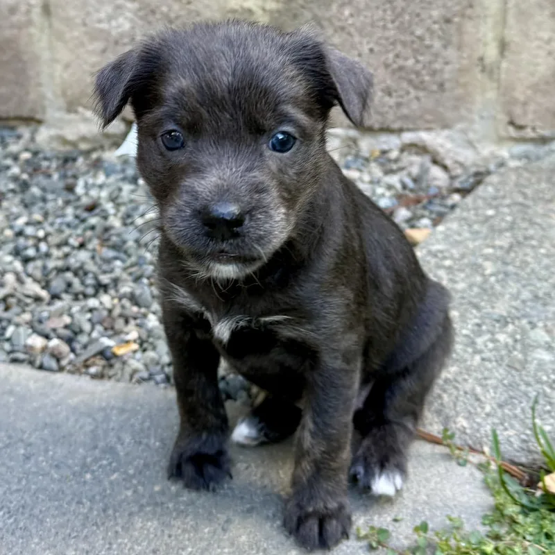 A baby small-sized female Black Mixed Breed dog named Sable for adoption in Sonoma, CA