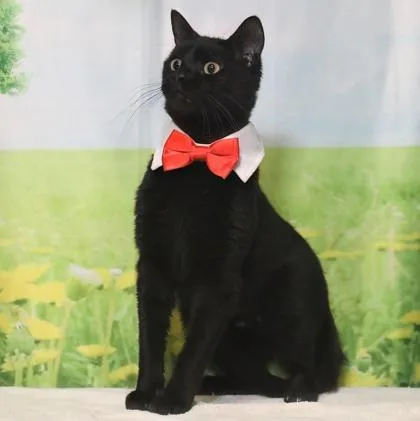 Blue Fish thumbnail 2