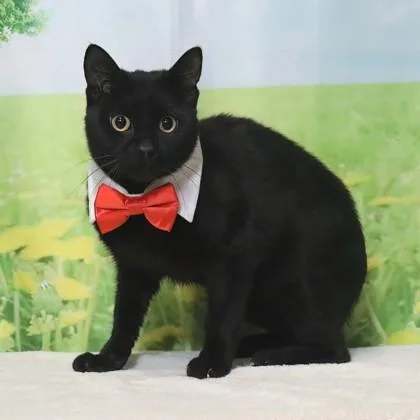 Blue Fish thumbnail 3