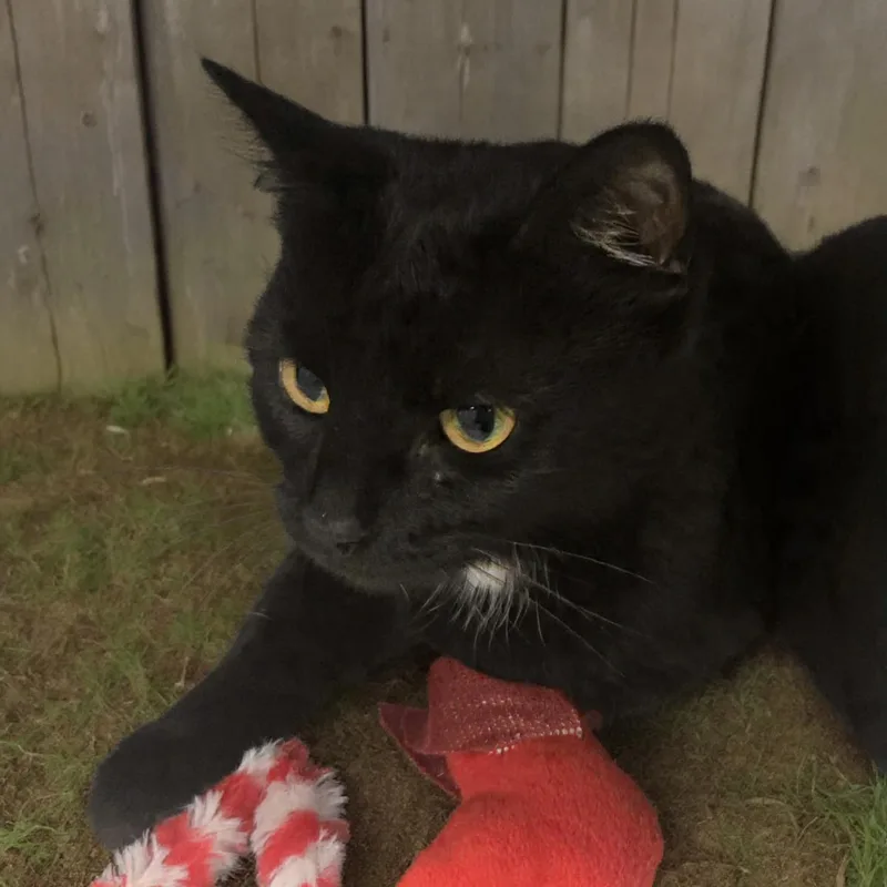 An adult medium-sized female Black Domestic Short Hair cat named Mittens Mayhem for adoption in Xenia , OH