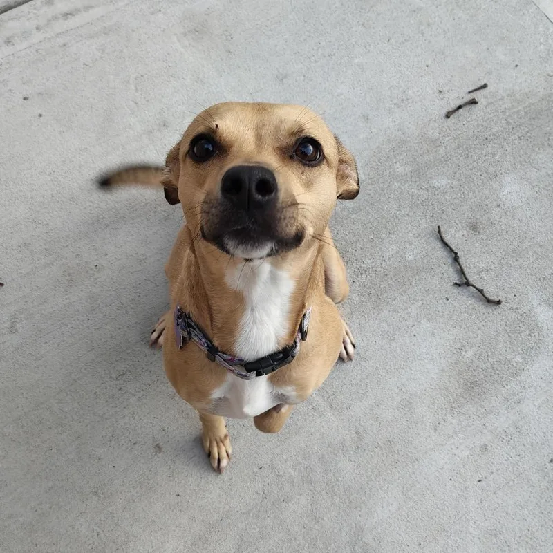 An adult medium-sized female Yellow / Tan / Blond / Fawn Labrador Retriever dog named Pixie for adoption in Chicago, IL