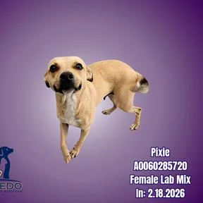 Pixie thumbnail 2