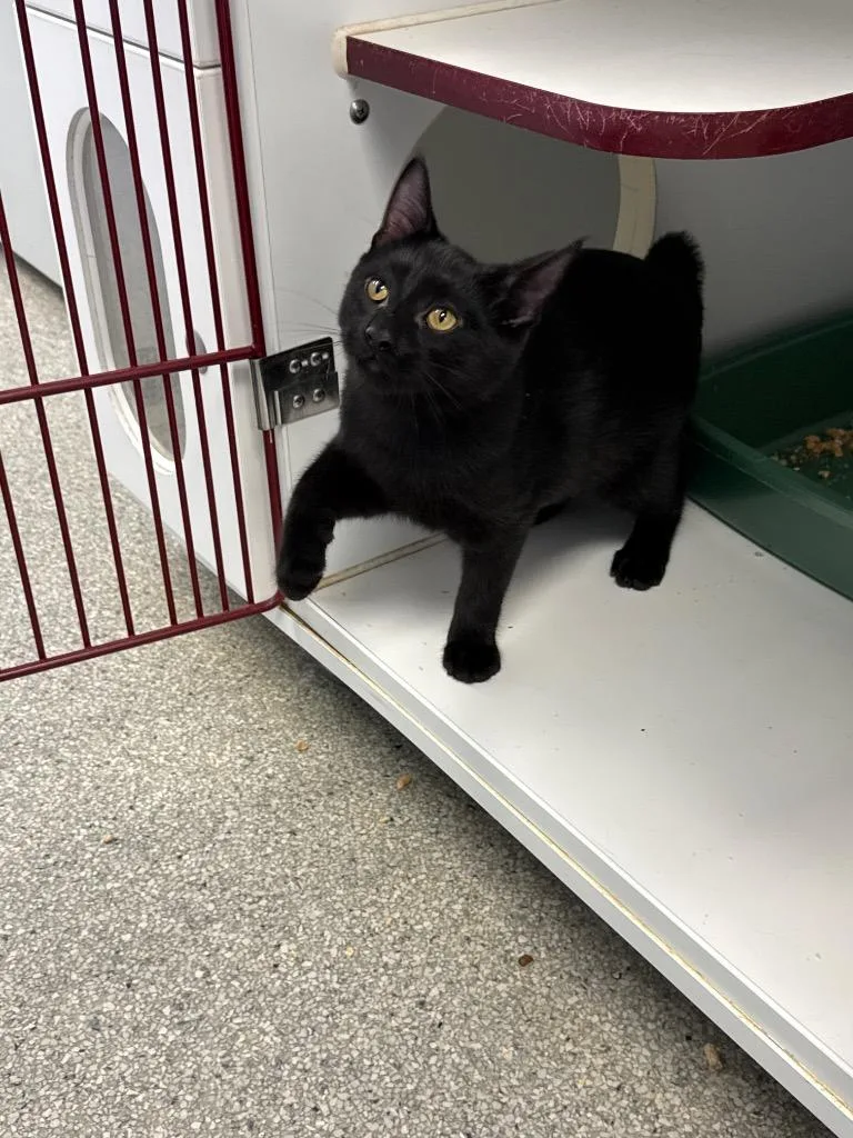 A baby medium-sized male Domestic Short Hair cat named Mark for adoption in Cumming, GA