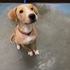 An adult medium-sized female Yellow / Tan / Blond / Fawn Mixed Breed dog named Hallow for adoption in Memphis, TN