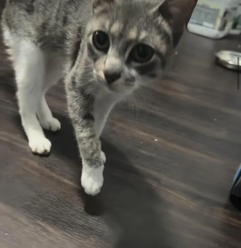 A young medium-sized female American Shorthair cat named Maya for adoption in Livonia, MI