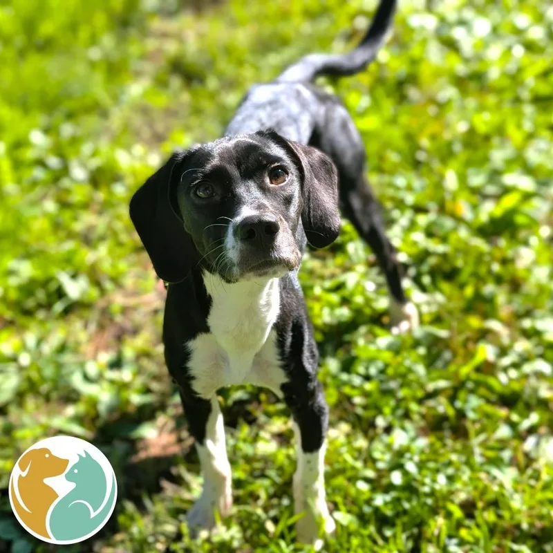 A young medium-sized female Black Mixed Breed dog named Bella for adoption in Toledo, OH