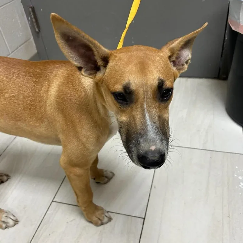 A baby medium-sized male Brown / Chocolate Black Mouth Cur dog named Spooky for adoption in Lufkin, TX