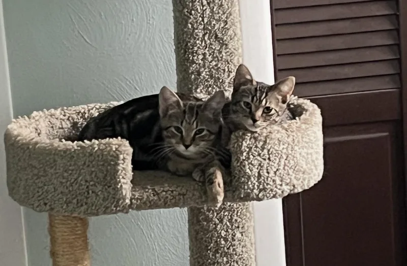A baby small-sized male Tabby cat named Hercules and Bean for adoption in New Kensington, PA