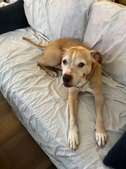 A senior large-sized male Mixed Breed dog named Pugsley for adoption in Sevierville, TN