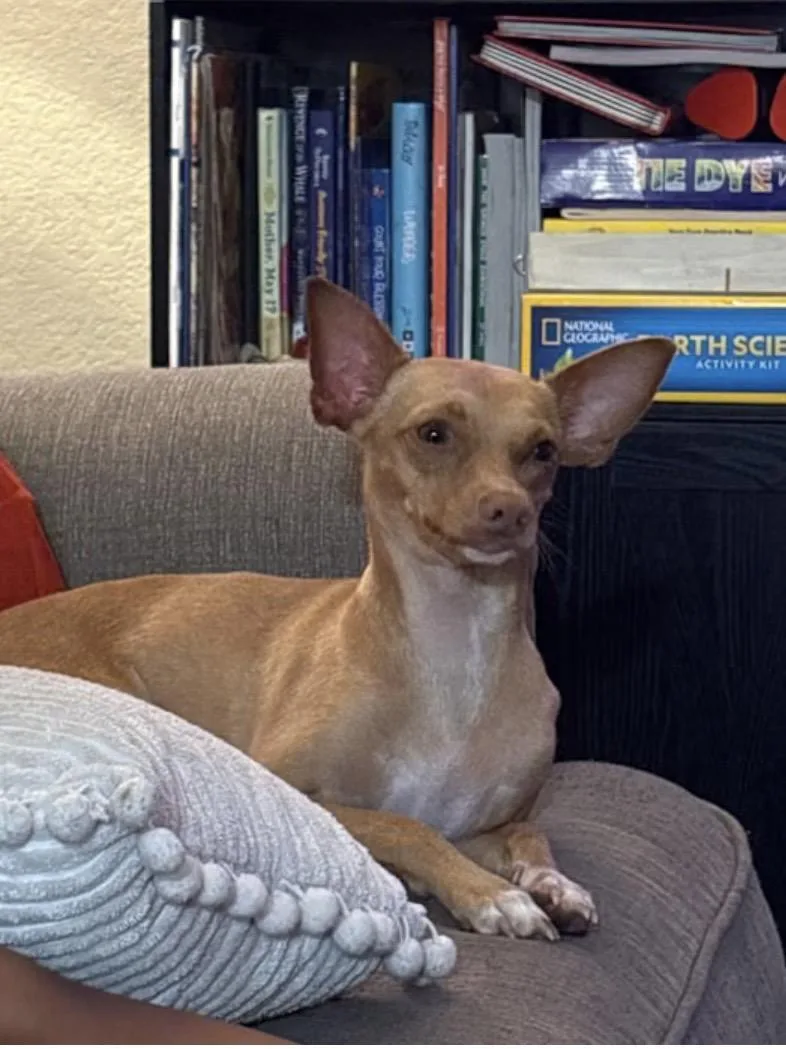 Gigi  The Precious thumbnail 2
