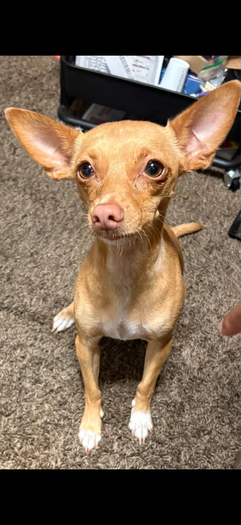 Gigi  The Precious thumbnail 3