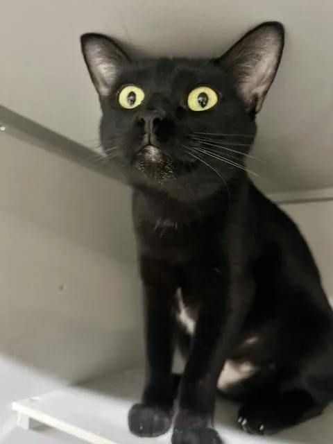 An adult medium-sized female Black Domestic Short Hair cat named Laura for adoption in Anoka, MN