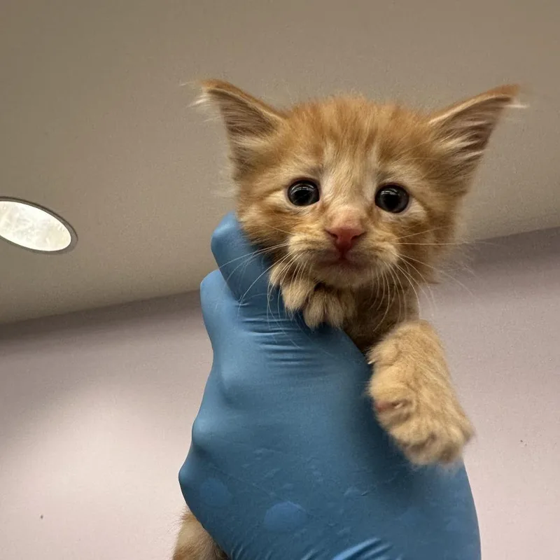 A baby small-sized female Orange / Red Domestic Medium Hair cat named Miel for adoption in Los Angeles, CA