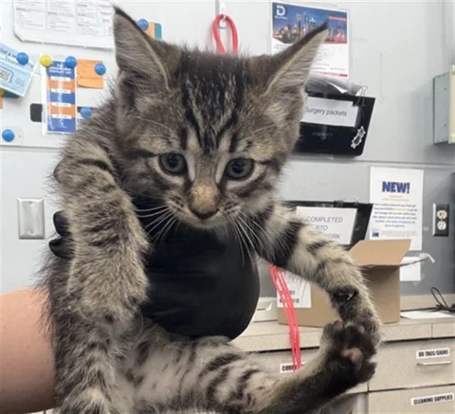 A baby medium-sized female Domestic Short Hair cat named Ransom for adoption in Dallas, TX