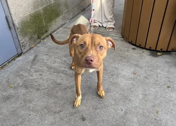 A young medium-sized female Mixed Breed dog named Ladybug for adoption in New York, NY