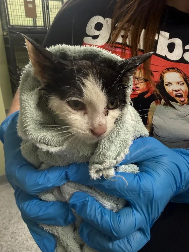 A baby medium-sized male Domestic Short Hair cat named Hot Plate for adoption in Auburn, IN