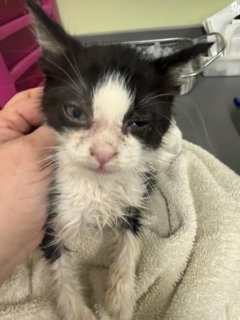 Hot Plate thumbnail 2