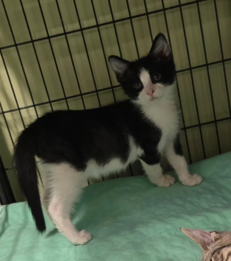 Hot Plate thumbnail 3