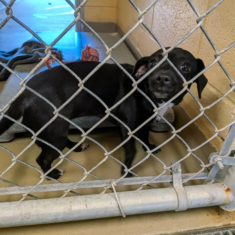 Peanut