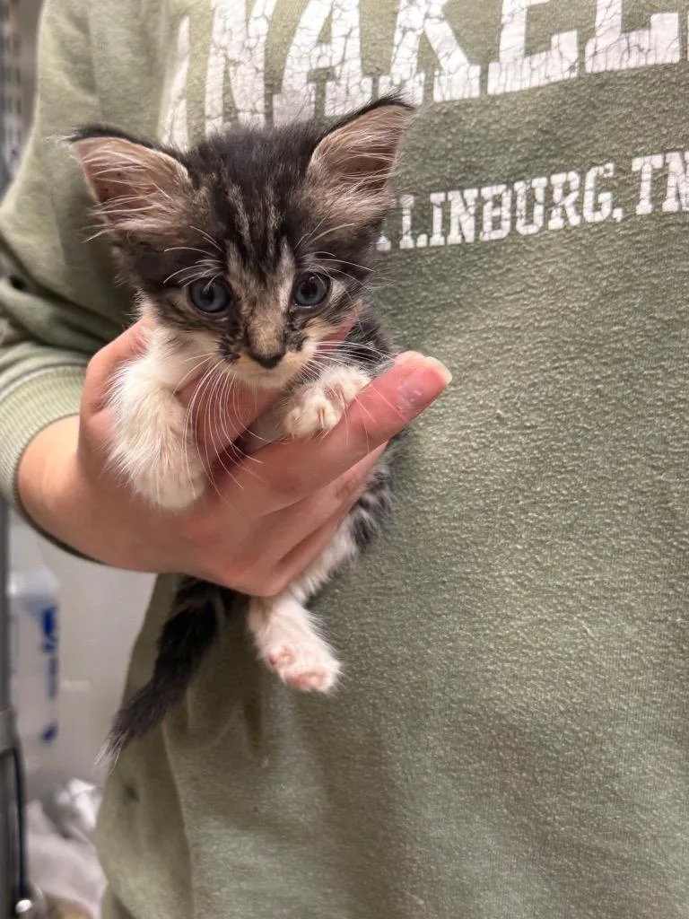 A baby medium-sized female Domestic Short Hair cat named Prairie Flower for adoption in Sorrento, LA