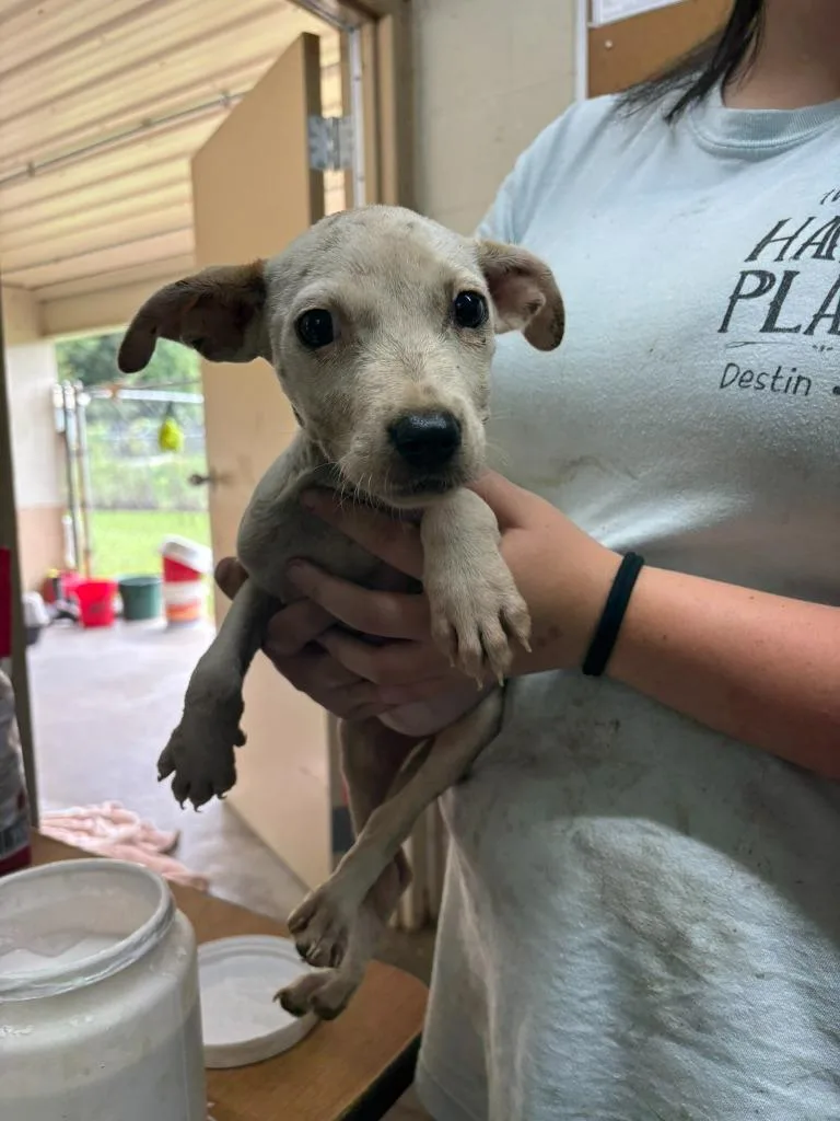 A baby medium-sized female Pit Bull Terrier dog named Felicity for adoption in Swainsboro, GA