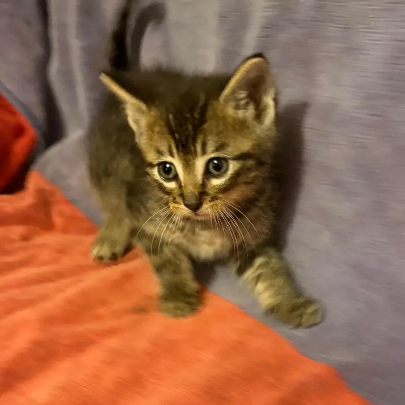 A baby medium-sized male Domestic Short Hair cat named Brooks for adoption in Crookston, MN