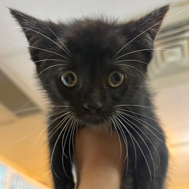 A baby small-sized female Black Domestic Short Hair cat named Licorice for adoption in Chattanooga, TN