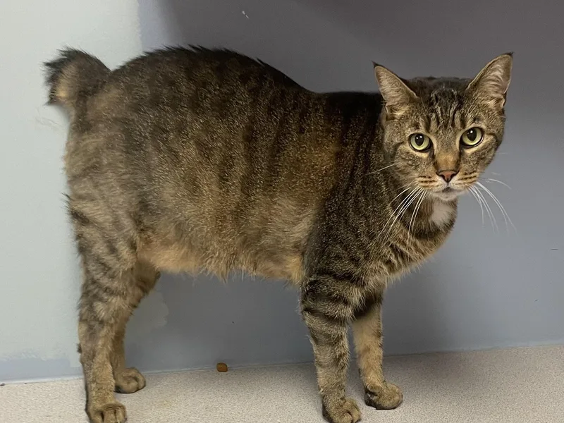 An adult large-sized male Tabby (Brown / Chocolate) American Bobtail cat named Tiger for adoption in Monson, MA