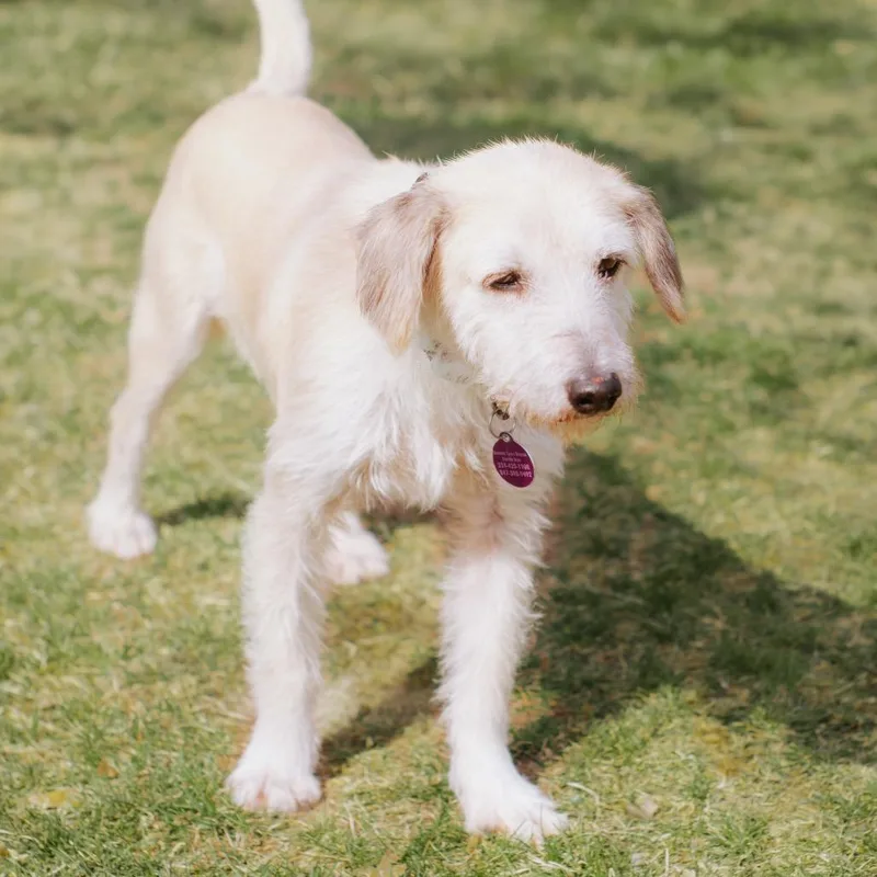 An adult medium-sized male Apricot / Beige Terrier dog named Freddy Hw+ for adoption in Northbrook, IL
