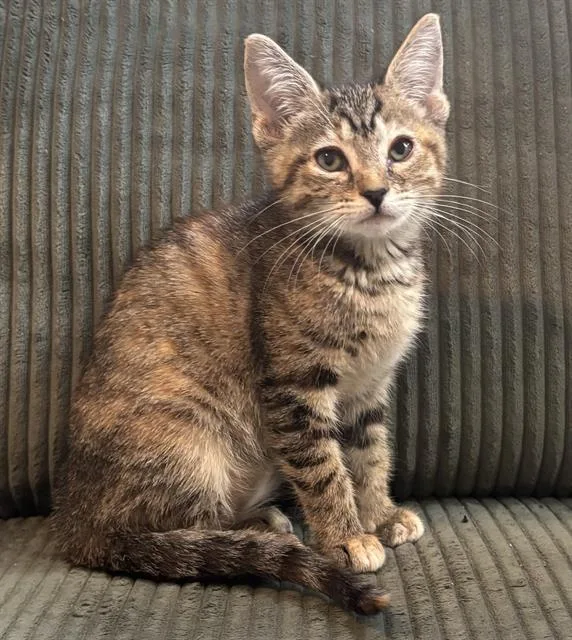 A baby small-sized female Domestic Short Hair cat named Peanut for adoption in Sacramento, CA