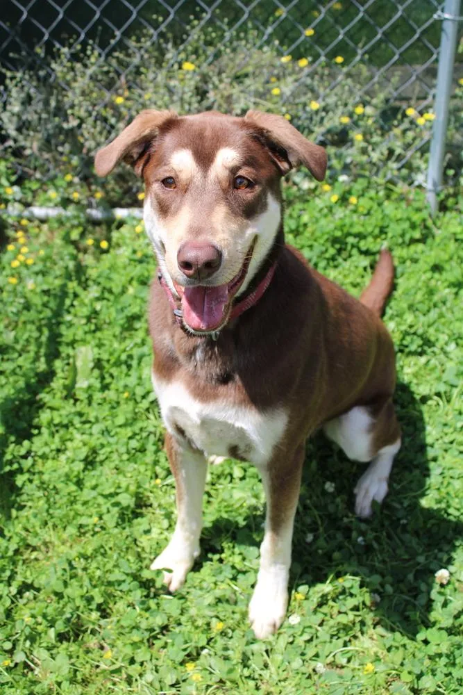 An adult large-sized male Labrador Retriever dog named Oakley for adoption in Evansville, IN