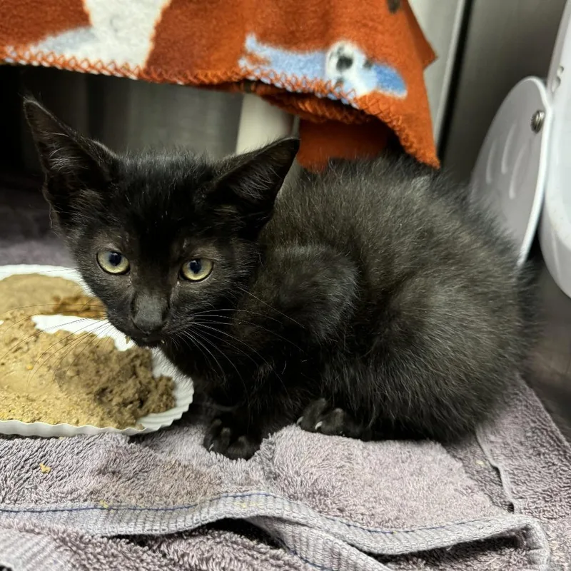 A baby small-sized male Black Domestic Short Hair cat named Jovie for adoption in Fort Wayne, IN