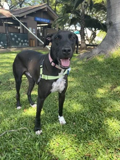 An adult large-sized male Coonhound dog named Trey for adoption in Honolulu, HI