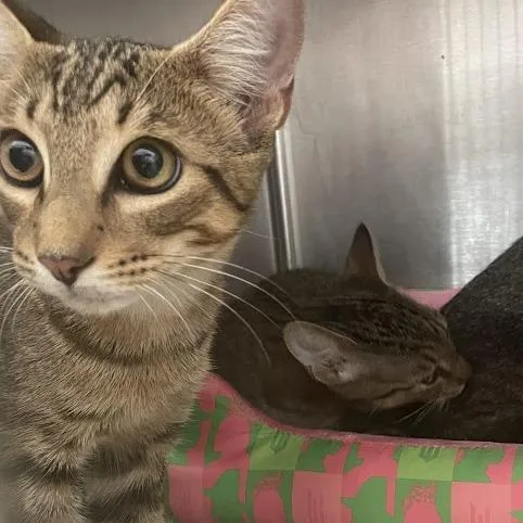 A young medium-sized male Brown / Chocolate Domestic Short Hair cat named Zeke for adoption in Port Charlotte, FL