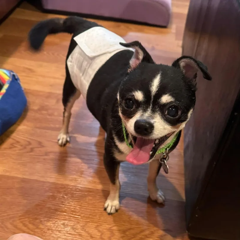A senior small-sized male Tricolor (Brown, Black, & White) Chihuahua dog named Gary for adoption in Rockville, MD