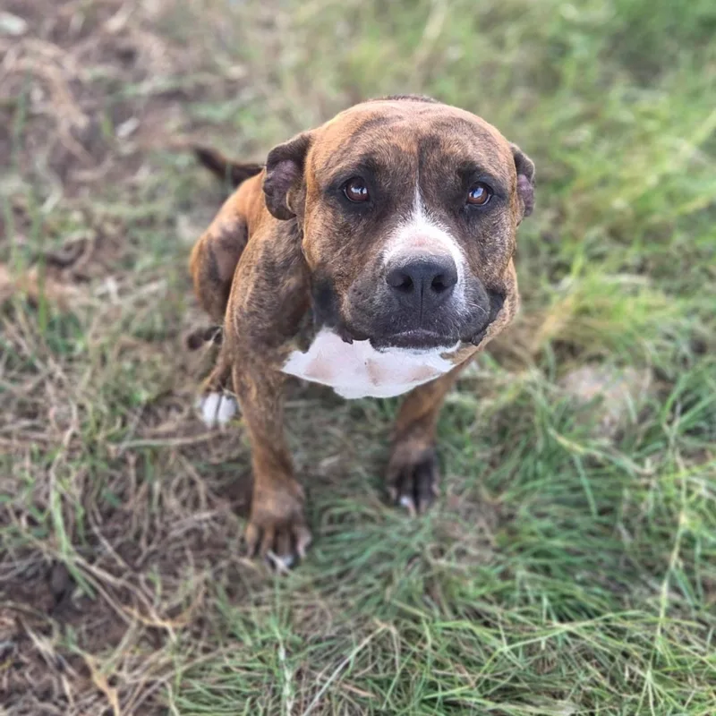 Scarlett thumbnail 3