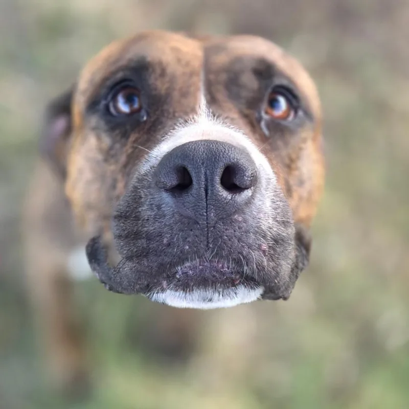 Scarlett thumbnail 4