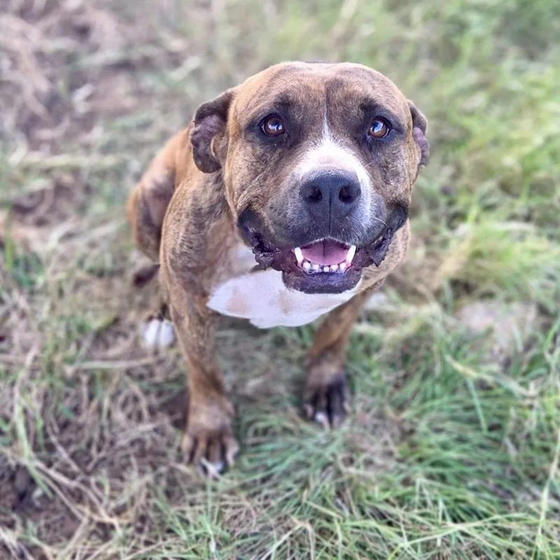 Scarlett thumbnail 5