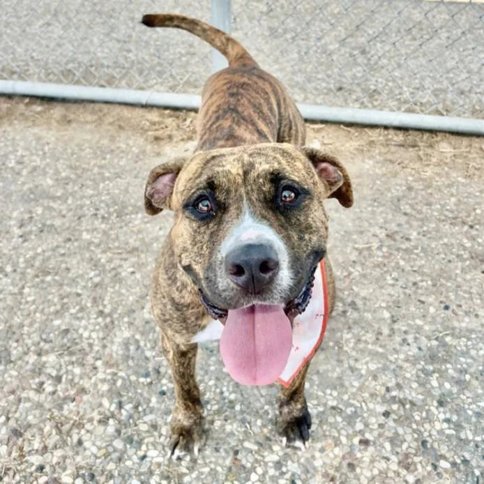 Scarlett thumbnail 6