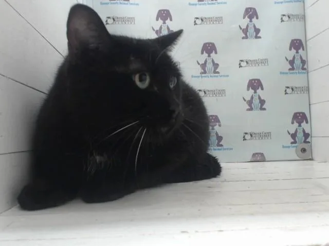 A senior small-sized female Domestic Short Hair cat named Dora for adoption in Orlando, FL