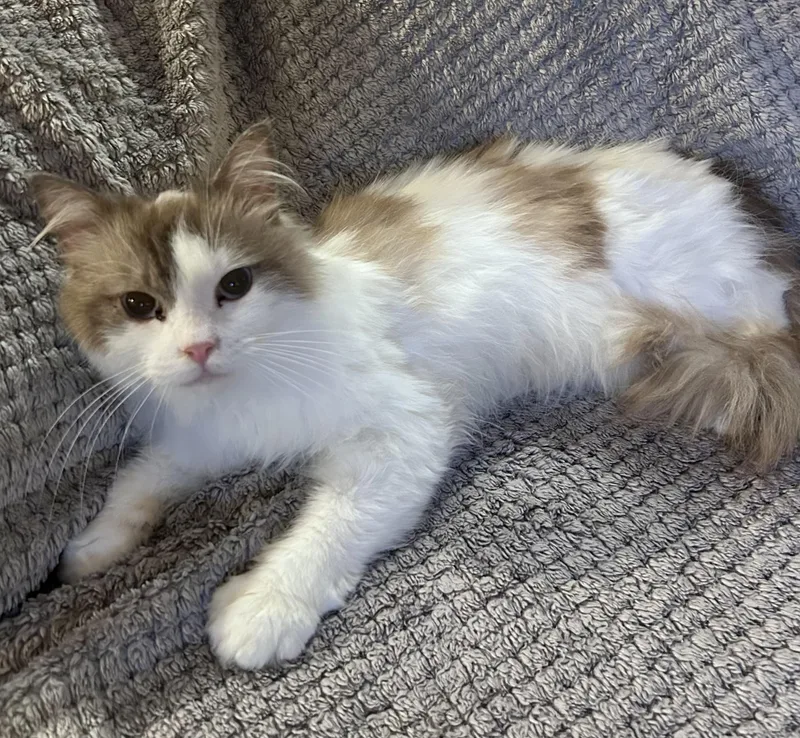 Raja