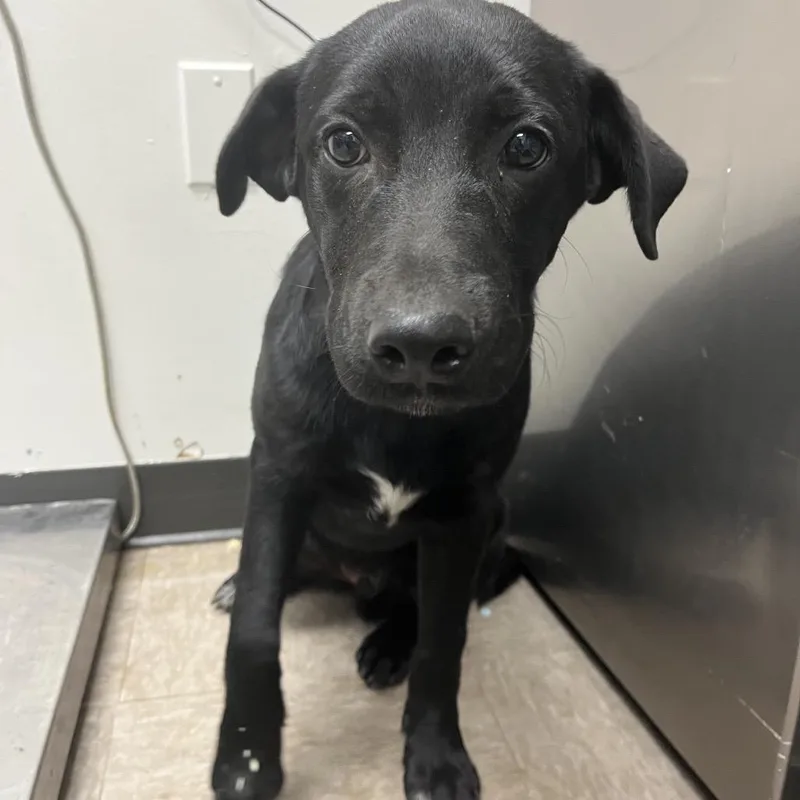 A young medium-sized male Black Labrador Retriever dog named Scottie for adoption in Alexandria, VA