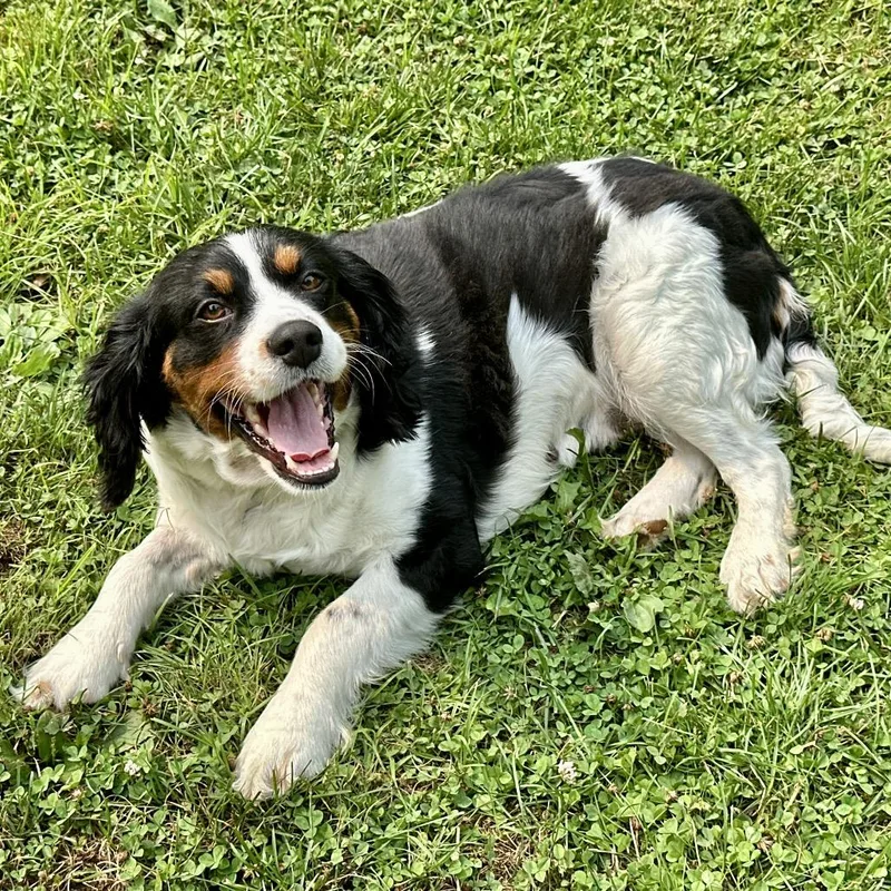 Uma
