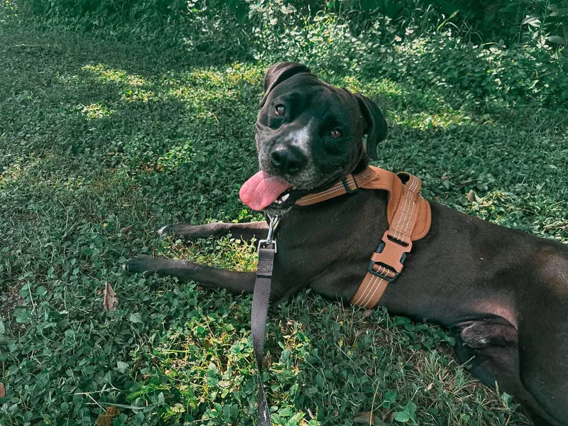 An adult medium-sized male Black Terrier dog named Tobias for adoption in Cibolo, TX
