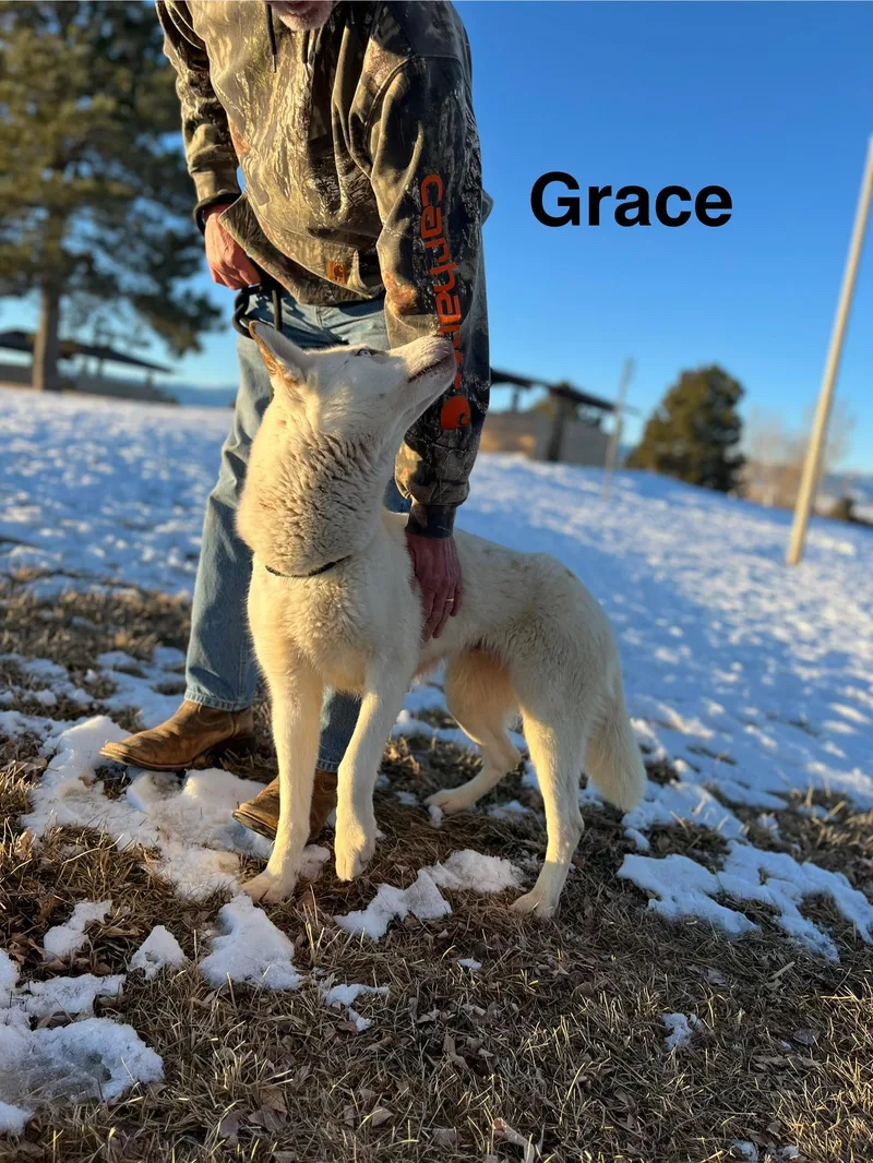 An adult medium-sized female Siberian Husky dog named Grace for adoption in Sumter, SC