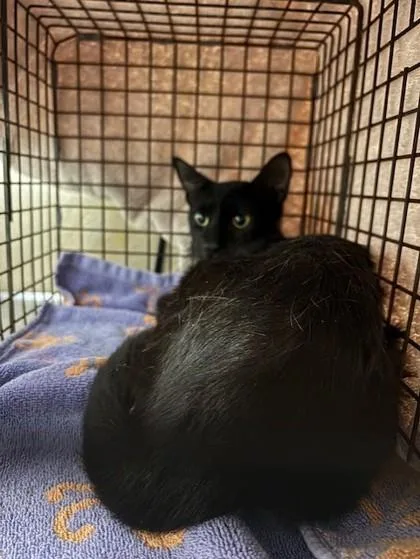 An adult small-sized female Domestic Short Hair cat named Celeste for adoption in Honolulu, HI