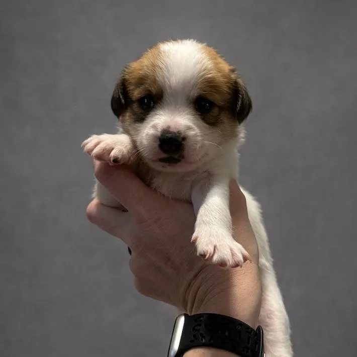 A baby small-sized female White / Cream Mixed Breed dog named Blossom for adoption in Bessemer, AL