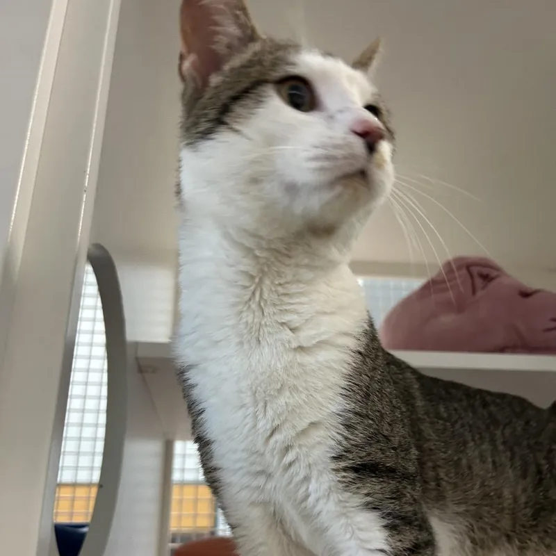 An adult small-sized male Gray / Blue / Silver Domestic Short Hair cat named Kangaroo Mckenzie for adoption in Merrifield, VA