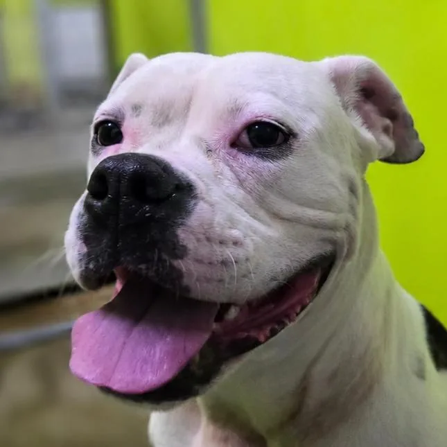 A young large-sized female White / Cream Boxer dog named Poppi for adoption in San Jacinto, CA